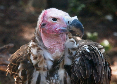 [The bird faces the camera with its head turned to the right. Its eye is looking at the camera. Its pinkish bald head has a folded-skin look at the top and around the neck. It has an ear opening which is rimmed in brown and seems to protrude a bit from its head. It has a large hooked bill of which the outer part is black, but the part closest to the head is grey. It has some white feathers mixed in with mostly brown ones.]